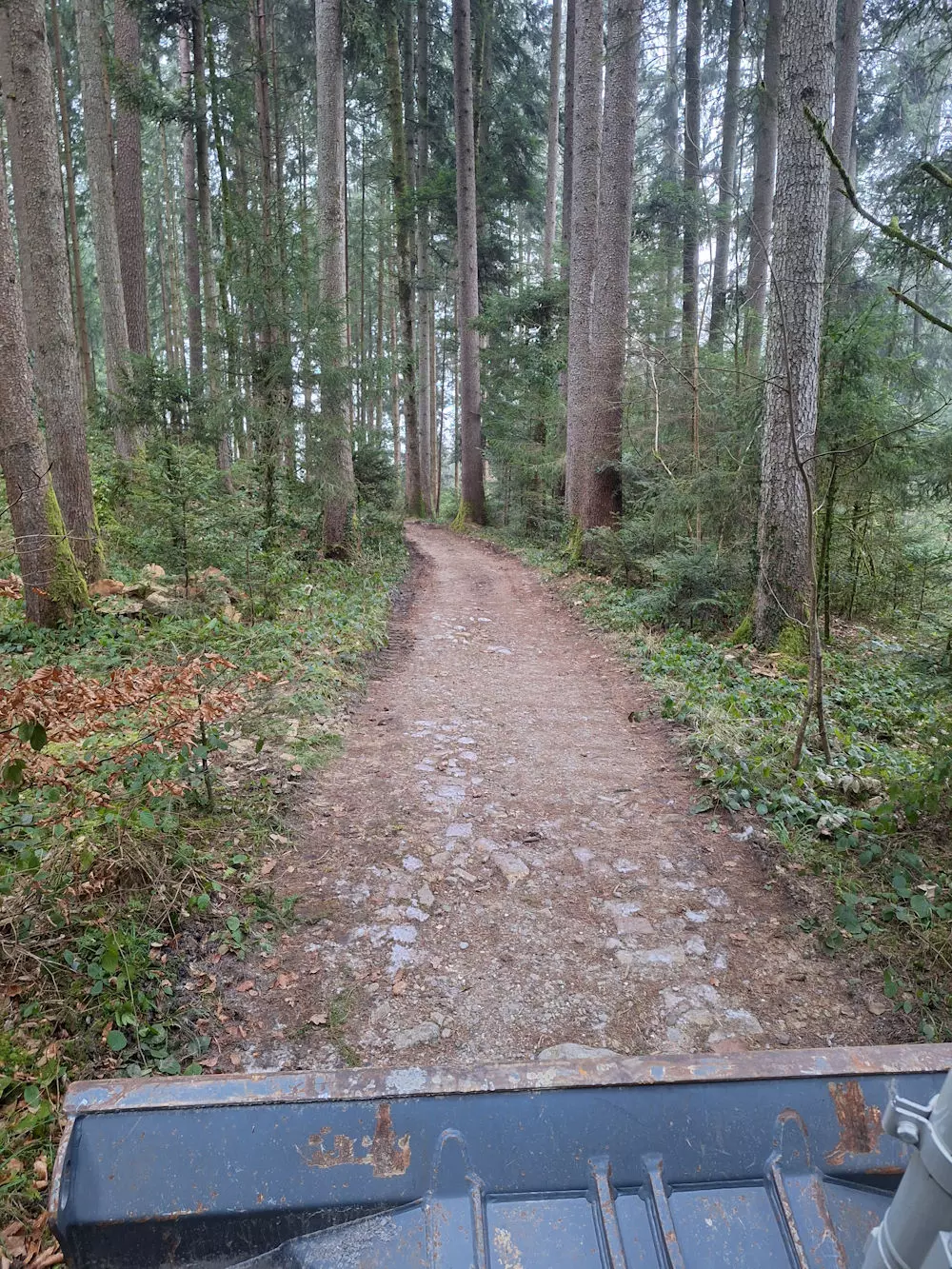 Weggestaltung, Wald, Baggerarbeiten, Erdbewegungen, Schmid Erdbau, Erdbau Leiblachtal